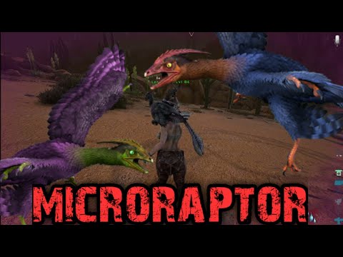 COMO TAMEAR UN MICRO RAPTOR / CAP 18 / vaga
