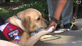 Therapy Dogs Help Vets Suffering from PTSD