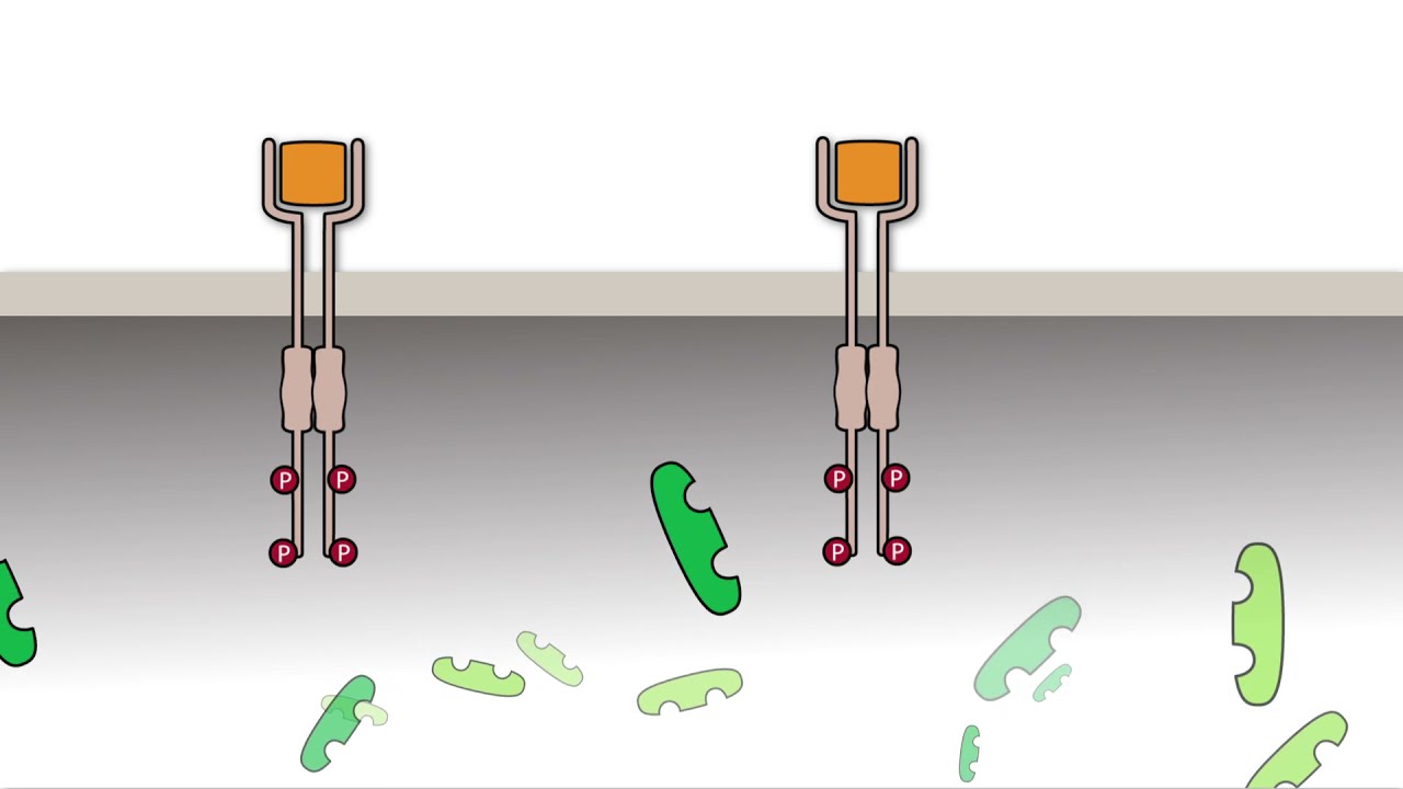 The EGF receptor tyrosine protein kinases