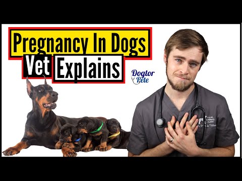 Gestation Period In Dogs Explained