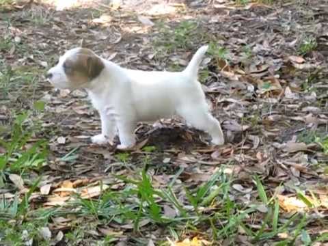 Puppies: Parson Russell Terriers/Jack Russell Terriers