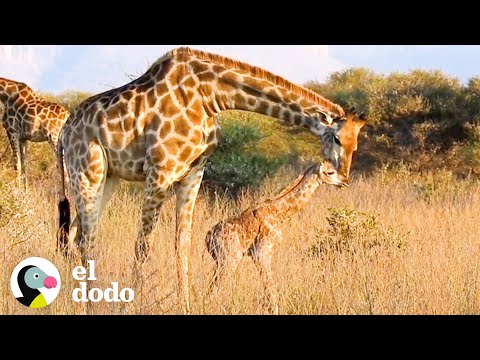 Jirafa bebé da sus primeros pasos | El Dodo