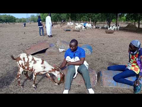 , title : 'L'élevage des chèvres le meilleur moyen d'épargne pour les jeunes en quête de capital'