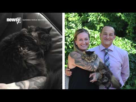 World's Oldest Living Cat Doesn't Look A Day Over 20 - Newsy