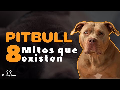 8 MITOS SOBRE EL PITBULL
