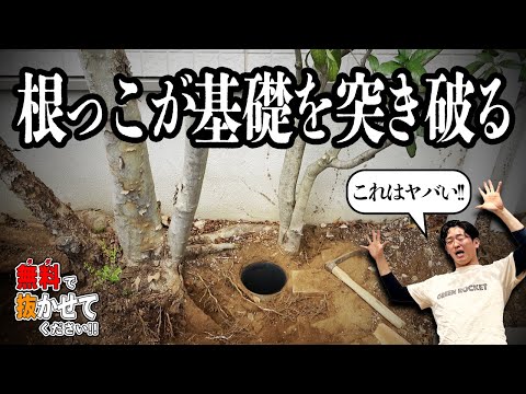 庭の侵入植物とは何ですか？それらの増殖を制限する効果的な方法  庭園