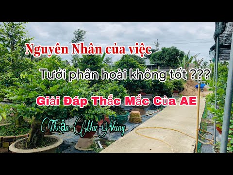 Nguyên nhân của việc tưới phân hoài mà không tốt???? | Chăm sóc mai vàng| Mai vàng thuận