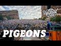 Pigeons (Live at Red Rocks)