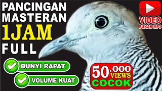 Download lagu 1 JAM Masteran Perkutut Lokal Gacor Pancingan Jitu Turtledove Tekukur mp3 Download lagu 1 JAM Masteran Perkutut Lokal Gacor Pancingan Jitu Turtledove Tekukur mp3