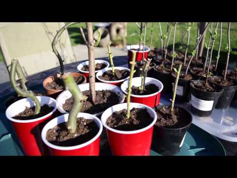 download lagu mp3 mp4 Are Weeping Willow Trees Bad Luck, download lagu Are Weeping Willow Trees Bad Luck gratis, unduh video klip Are Weeping Willow Trees Bad Luck