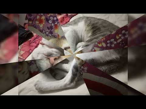 Saru cats & Dogs...love animals and save animals😍 @Sarita sharma