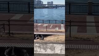 豊洲の沿岸でワンコとお散歩！🚶 #shorts