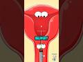 How Test Tube Babies Are Made? #ivf #pregnancy #shorts