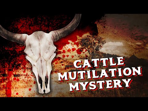 Over 10,000 Cows Found With Mysterious Injuries | Cattle Mutilation Mystery