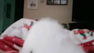 Ballet for a Blue Whale - Adrian Belew