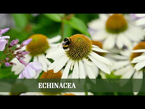 Scheinsonnenhut Echinacea - Alles zu Sorten, Rückschnitt und Ansprüchen