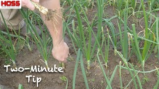 Growing and Harvesting Green Onions or Spring Onions