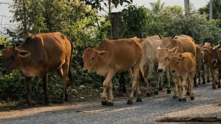 Download lagu Mengembala Sapi Lembu Kampung Jinak Keluar Dari Kandang Peternakan Untuk Merumput Di Persawahan Desa mp3 Download lagu Mengembala Sapi Lembu Kampung Jinak Keluar Dari Kandang Peternakan Untuk Merumput Di Persawahan Desa mp3