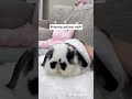My Bunny Lives Like A King