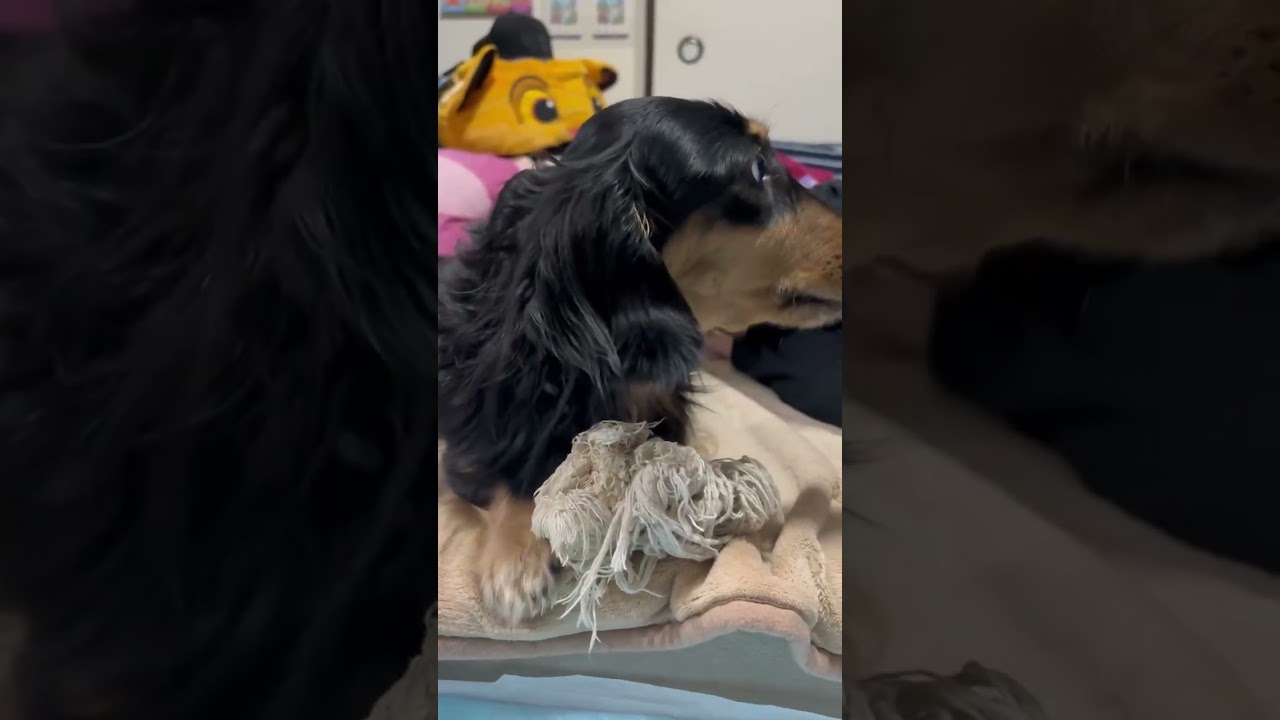 かまってちゃんな、むむ太郎です。【ミニチュアダックスフンド】夢夢。 #dog #癒し #kawaii #可愛い #ミニチュアダックスフンド