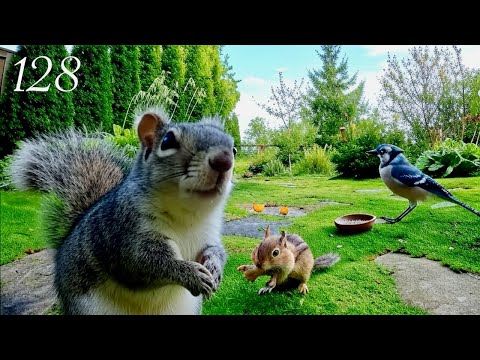 Cat TV: Chipmunks, Birds and Squirrels in a Beautiful Garden. 4K. Episode 128