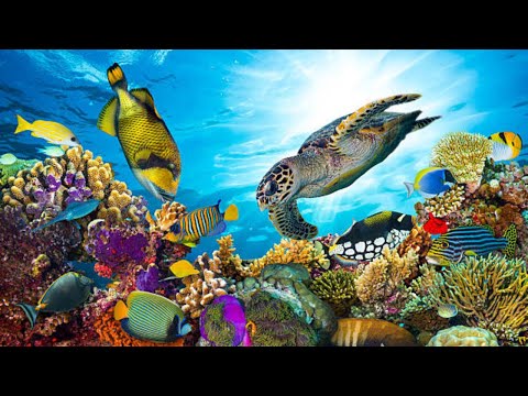 4 HOURS Stunning of 4K Underwater Wonders - Relaxing Music Coral Reefs - Colorful Sea Life_1
