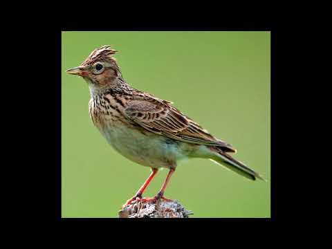 Skowron x Bercik STRK - BAJLANDO (bez bercika)