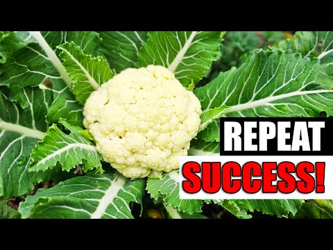 Harvesting Your Garlic The Definitive Guide For Beginners