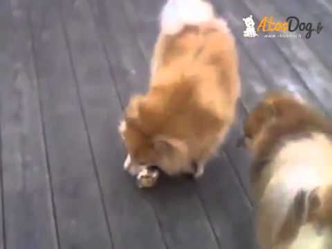 comment renforcer gencives