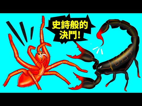 像蠍子的蜘蛛