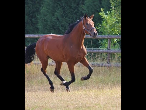 -sold- Quadriga : Stute von Belissimo/Sandro Hit/Rubinstein