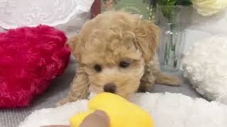 ハーフ犬の動画02