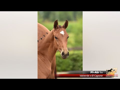 Pi Air (Valverde x El Capone)