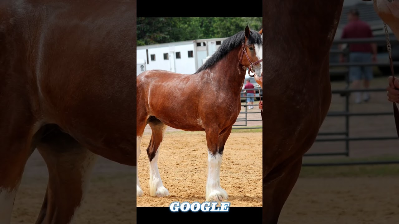 Pinterest vs. Google! Clydesdale horses are so pretty 😍 #clydesdale #horse #pintrest #google