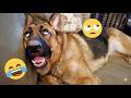 You Will LAUGH Out Loud! (I Dare You To Watch These Funny Animals Until The End!) 😂🐶 DEFAULT Thumbnail