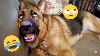 You Will LAUGH Out Loud! (I Dare You To Watch These Funny Animals Until The End!) 😂🐶 MQDEFAULT Thumbnail