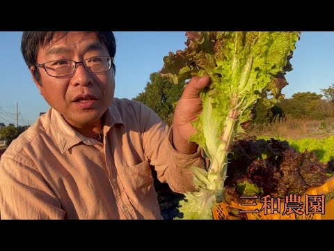 園芸 ファウルレタス、ワイルドレタス、ファウルレタス