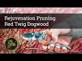 Rejuvenation Pruning Of Red Twig Dogwood Other Ornamental Shrubs