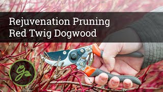 Rejuvenation Pruning of Red Twig Dogwood &amp; Other Ornamental Shrubs