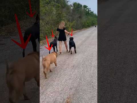 Lo que hace este American bully es impresionante.  #americanbully #doberman #rottweiler