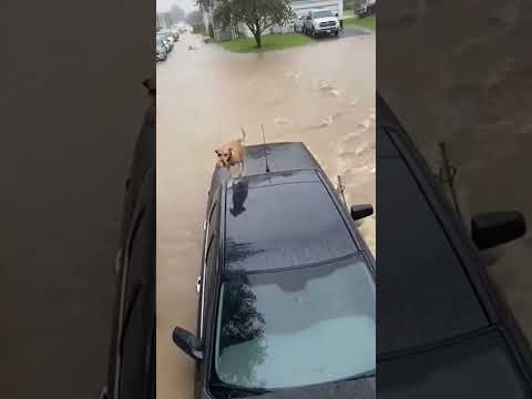 Heroic Dog Saves Kitten From Flood!