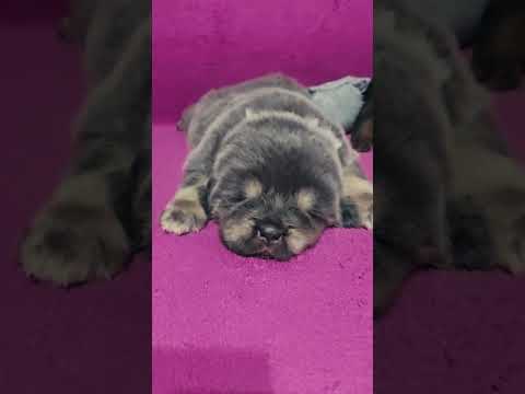 Perros Mastín Tibetano en venta