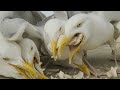 Seagulls Feeding Frenzy Chicken Pieces EP 6