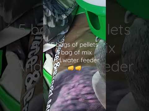 Serbian Highflyers Izy. Pigeon Breeding time to get serious, bags of pellets lets gooooo💯💯💯