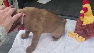 Video preview image #1 Labrador Retriever-Unknown Mix Puppy For Sale in Bandera, TX, USA