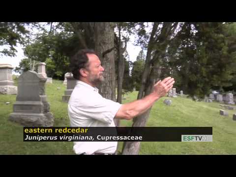 Trees with Don Leopold - eastern redcedar