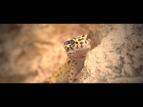 GODGIVEN - STRAYGHT (OFFICIAL MUSIC VIDEO)