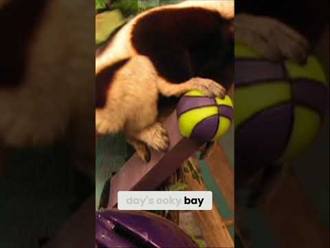 🎉 HAPPY LEMUR DAY 🎉  | Zoboomafoo