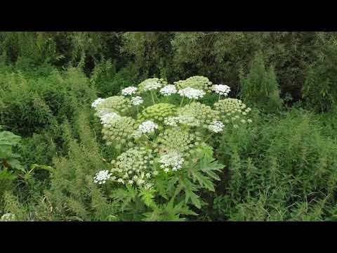 Der Riesenbärenklau - Vorsicht, giftig!