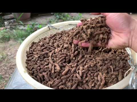Grasshopper Animals  Farming Techniques new life